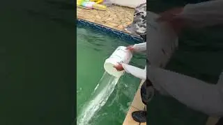 Tratamento de Piscina verde #shorts #short