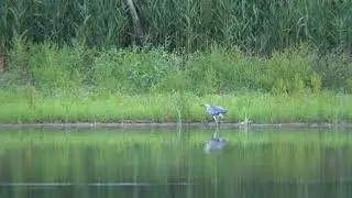 C0009 H&eacute;ron cendr&eacute; p&ecirc;che et mange un gros poisson sur le bord du lac de Bambois P5 et fin