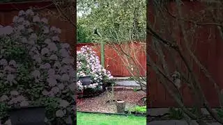 Peanut, the Squirrel Acrobatic Act to Get Peanuts