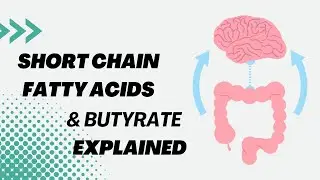 Short-Chain Fatty Acids & Butyrate: The Gut Health Solution You&rsquo;re Missing