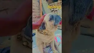 pug bull dog 🦭🐕