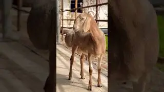 арашан козу кочкор.