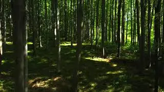 Flug durch den Wienerwald