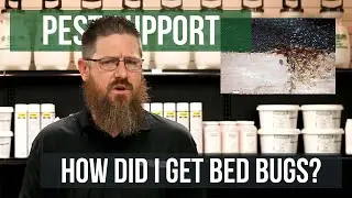 How did I Get Bed Bugs? | Pest Support