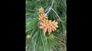 Pine Pollen Harvest