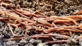 Stop ANTS from getting into your  WORM BIN | A look at the worms & maintenance of my worm bin