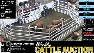 Maryville Thursday Cattle Auction LIVE | Calves, Feeders, Cows & Bulls | Jan 29, 2026