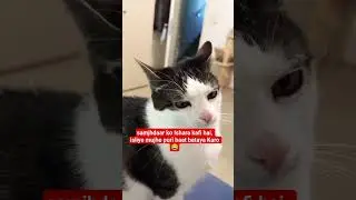 cute cat expression 😍#funny #memes #dailyshorts #pets #petshorts