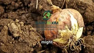 Organic Onion Growing Tips