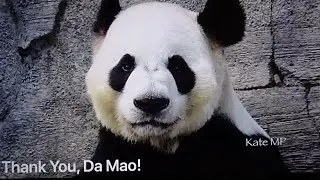 Farewell Tribute to Panda Da Mao at Calgary Zoo (May 2020)