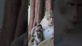 Good Baby Cinn And Nice Mom Monkey Cruella