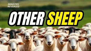 Lambs, Sheep, and Other Sheep