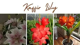 Kaffir Lily II All About Everything