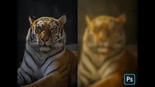 HOW I EDIT A TIGER PICTURE USING PHOTOSHOP || Picture Credit By Julissa Helmuth ||