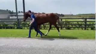 Horsesales.ie - MASTERCRAFTSMAN COLT.