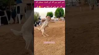 Inspiring Goat Walking Without Hind Legs 🐐✨#InspiringAnimals #GoatWithDetermination #Overcoming