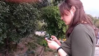 ДАРАМСАЛА ИНДИЯ DHARAMSALA INDIA. На крыше, ОБЕЗЬЯНЫ, СТАДИОН, КОЛЛЕДЖИ. 02.11.18