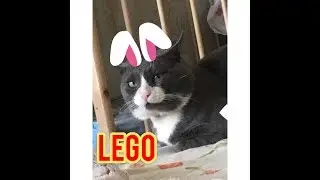 Play LEGO with a Cat