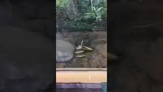 Le serpent psammophis qui attaque sa proie