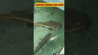 ikan Doraemon