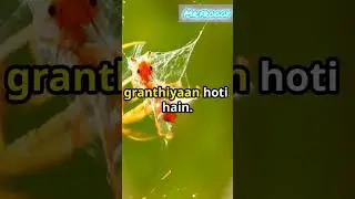 ||Spider Web Secrets 🕷️🕸️|| #viralshort #trending #shorts #info #spiderweb #informative #spider