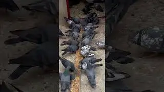 Friend ki chat ka vizat #funny #comedyfilms #comedy #comedymovies #funny #comedy #comedyfilms