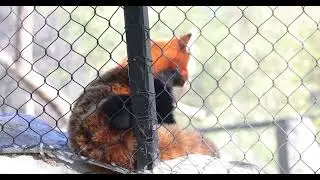 Twisted Red Panda