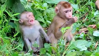 Dawn angry Carlo & New Monkeys