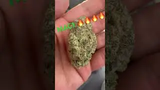 Mac1 medical cannabis uk 🇬🇧 #backpainrelief #legal #uk #ukmedicalcannabis #mac1