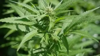 close up dof stunning cannabis plants flowering and forming big buds bjkjeop1l  D4k
