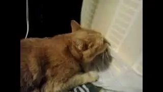Cat licking a plastic bag