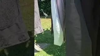 Backyard visitor