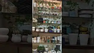 My pot selling collection #sellingpots #plantbusiness #ceramicpots