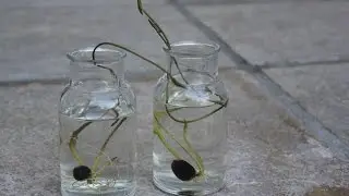 How to plant a LOTUS SEED! Part 2