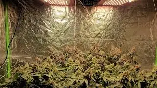 Cannabis Flower Middle of week 7.