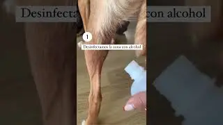 Como Quitar GARRAPATA CORRECTAMENTE