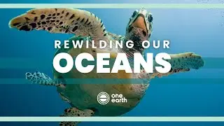 Rewilding Our Oceans | One Earth