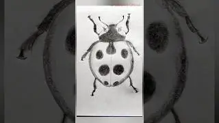 Beetle Drawing #shorts #easy #artist #art #howtodraw #viral #viralshort #trending