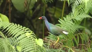 Gallareta P&uacute;rpura/ Porphyrula martinica