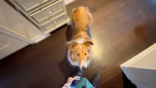 Calm Daily Dog Walk With Miley The Sheltie 