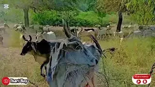 Tharparkar desert Field || Calture day || sindhi songs Tharparkar 🎵♥️||