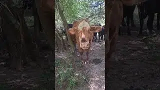 Pinky cow 🐂🩷 boss. Please subscribe to my channel.