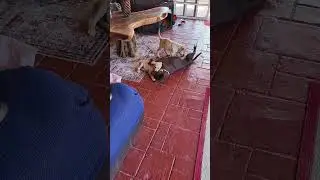 Puppy Playdate with a Cat's Watchful Eye 🐾