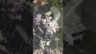 Busy Bee