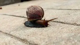 The Life Cycle of a Snail That not Everyone Knows About.