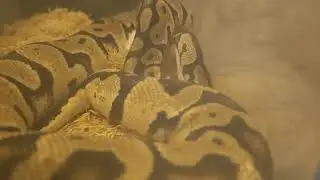 🔥 Pastel Ball Python &mdash; Swallowing Her Meal! 🐍✨