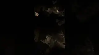 Unexpected tiger attack #rdr2 #tiger #attack #animals #wildlife #hunting #reddeadredemption #gaming