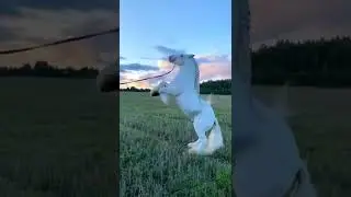 The World&rsquo;s Most Majestic Horse? Meet the Legendary White Shire Horse 🐴✨