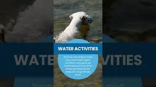 3 Summer Activities For Your Dog