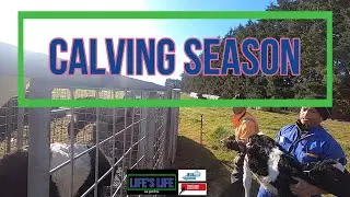Calving Season in New Zealand / Life's Life